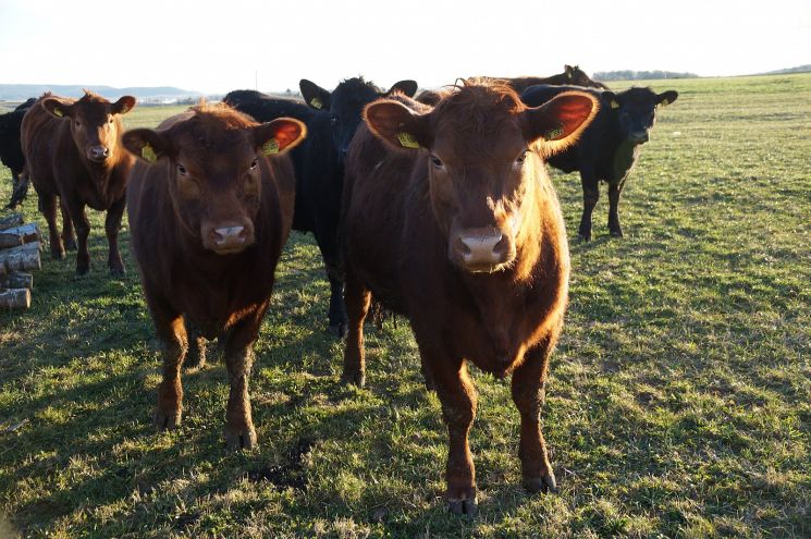 Angus Rind